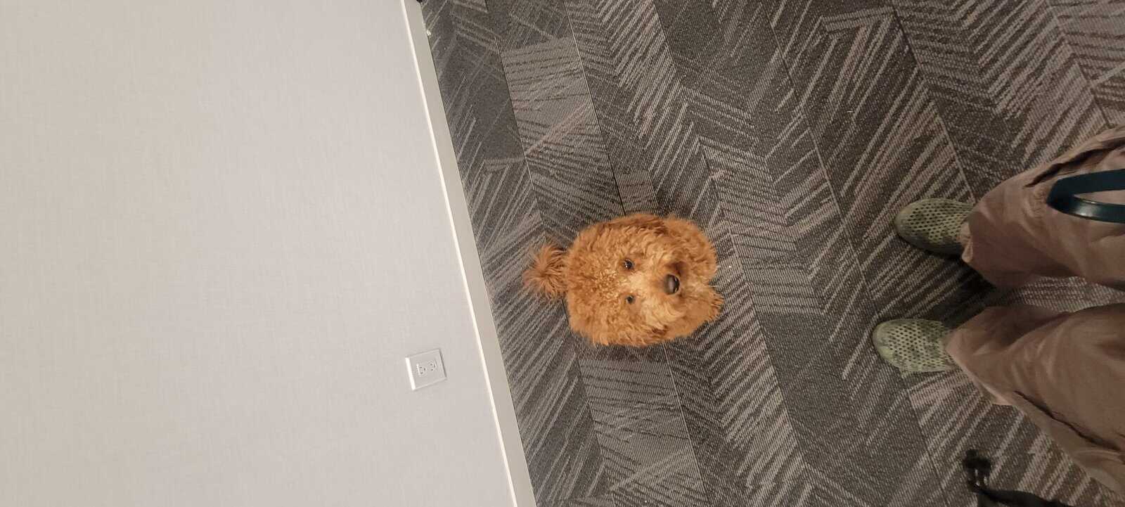 1.3 years old mini goldendoodle for rehoming image 5