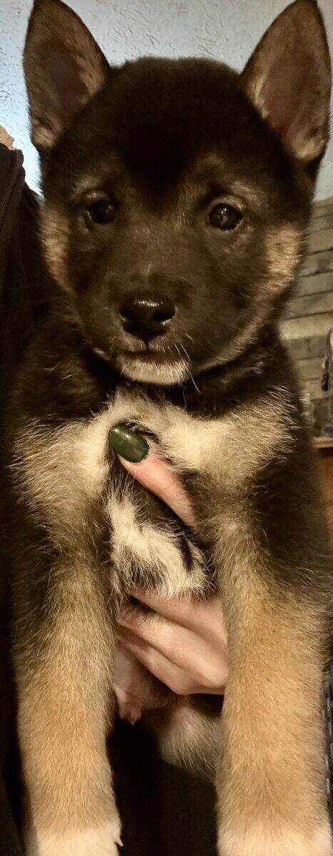 Adorable Shiba Inu Puppies image 2