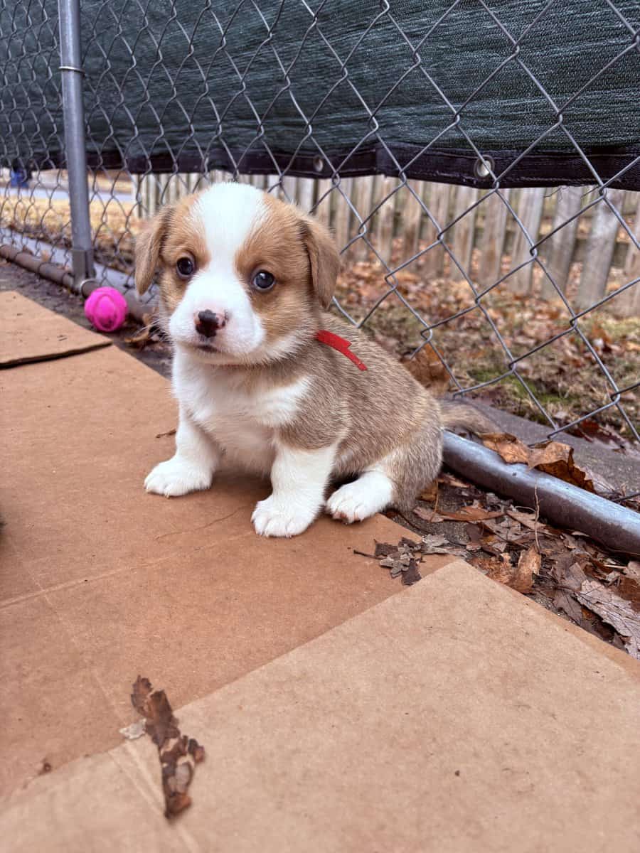 Pembroke welsh corgi pups image 17