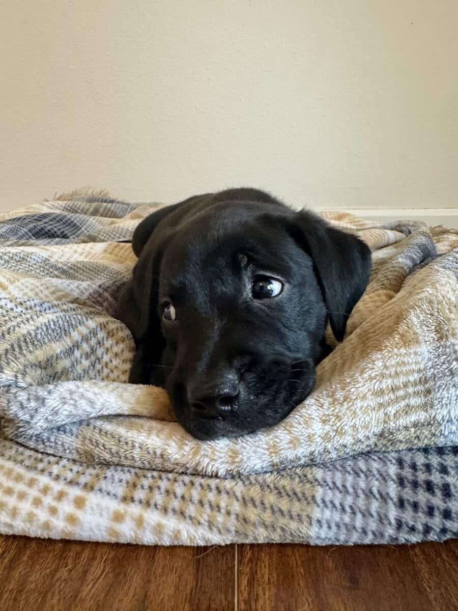 Golden retriever / Boxer 10 week old puppies image 5