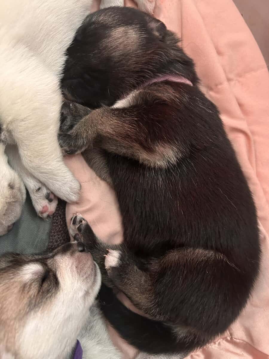 Gerberian Shepherd Puppies image 6