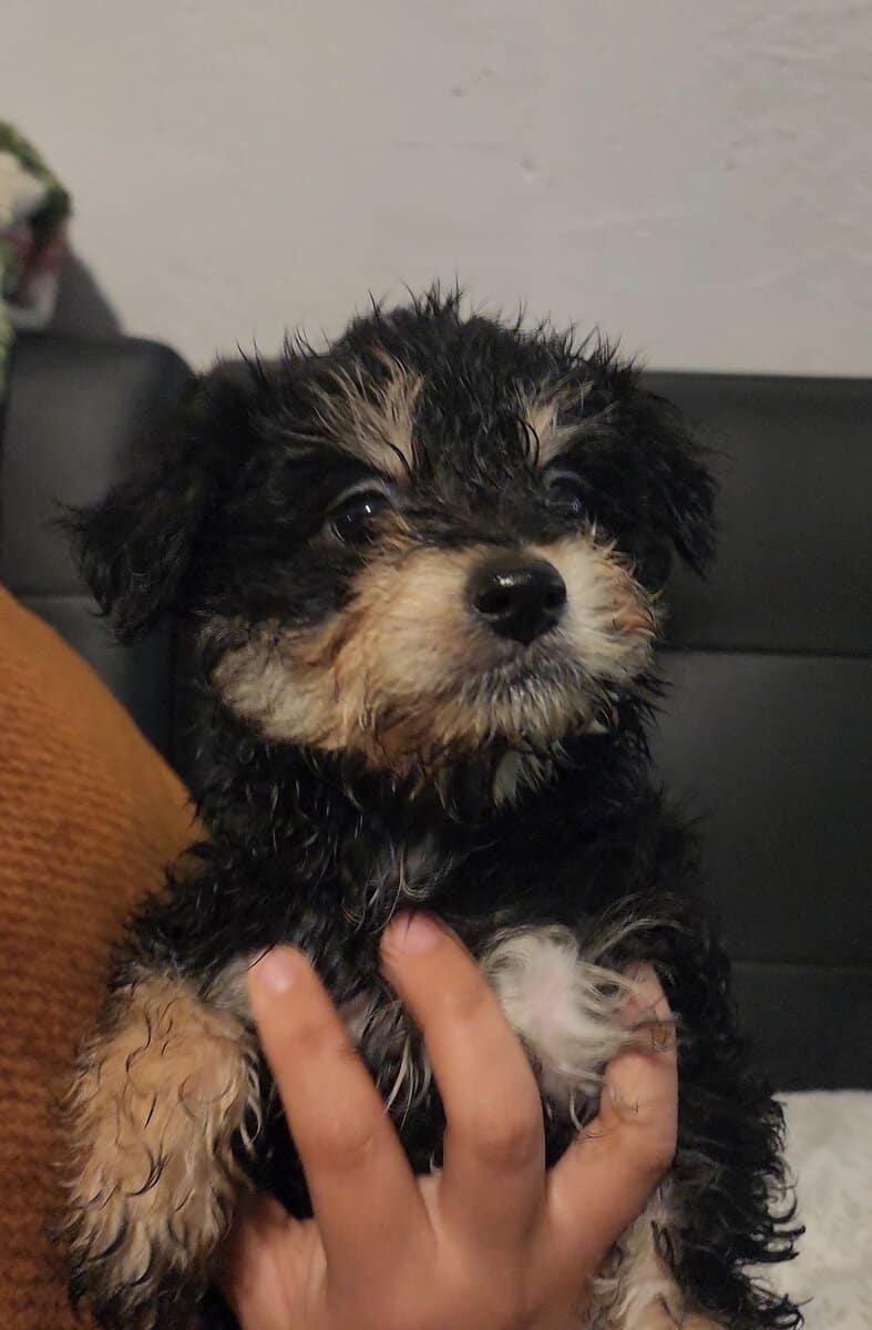 Mix Multi Poodle Puppy image 5