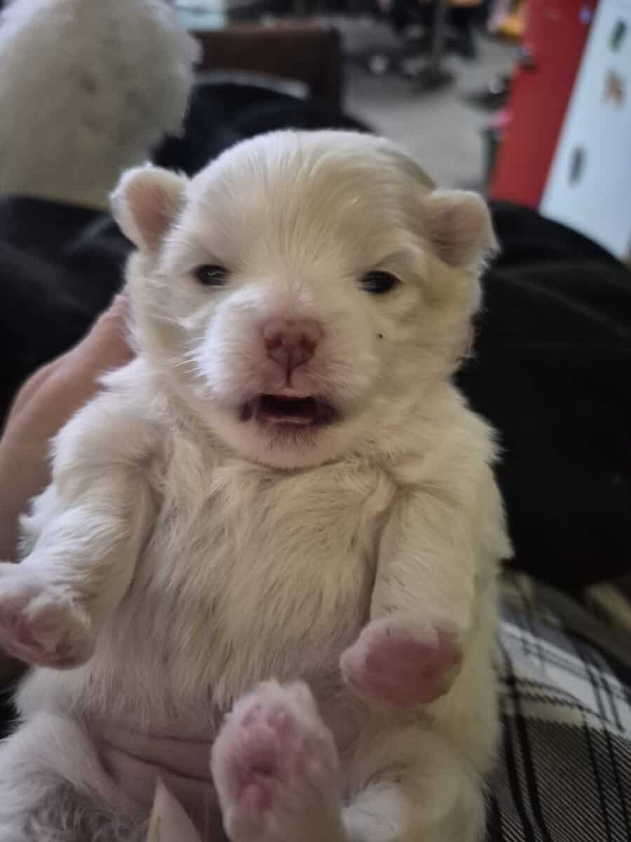 Pom bichon mix image 5