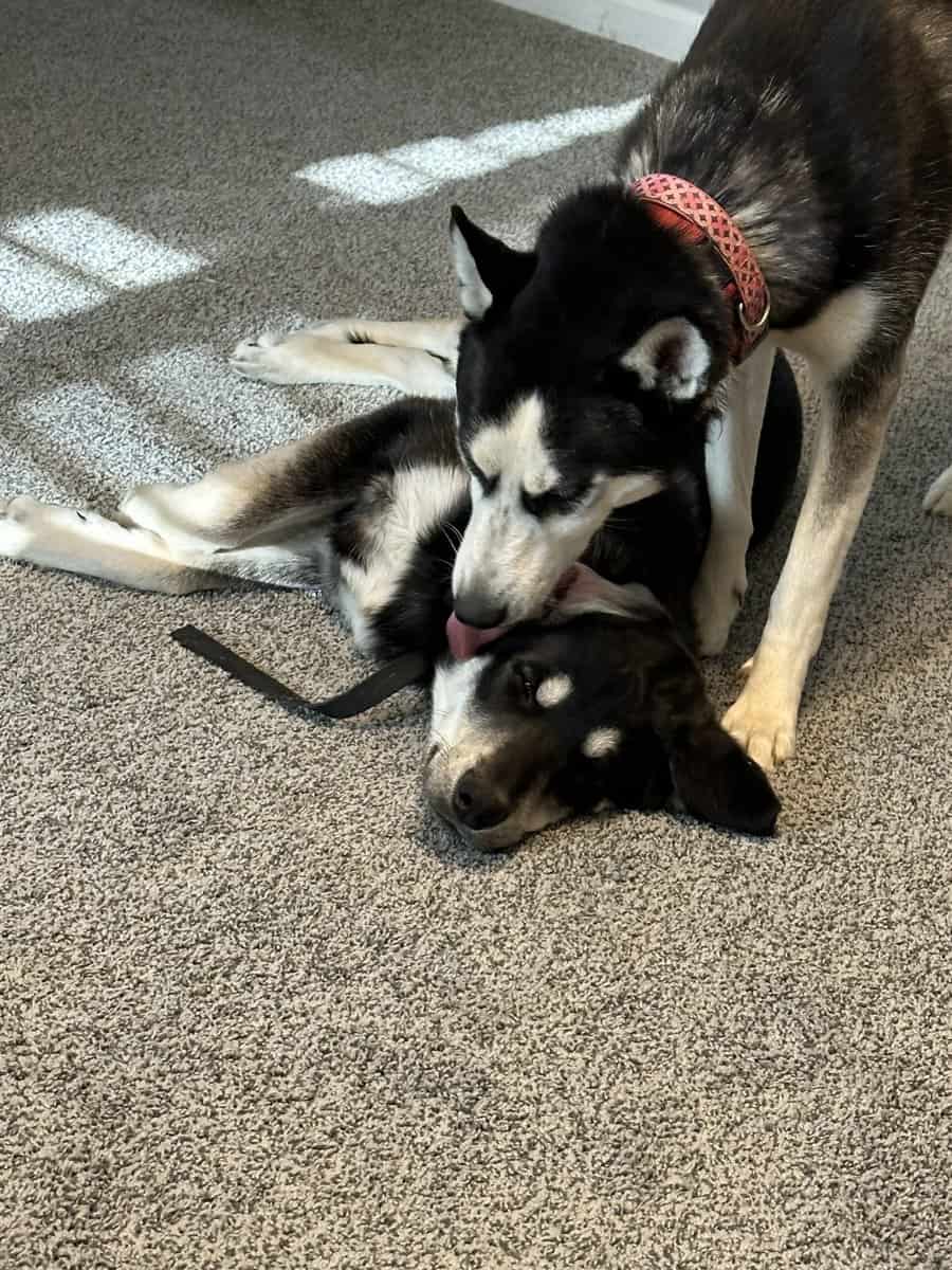Great dogs needing home due to family change image 5