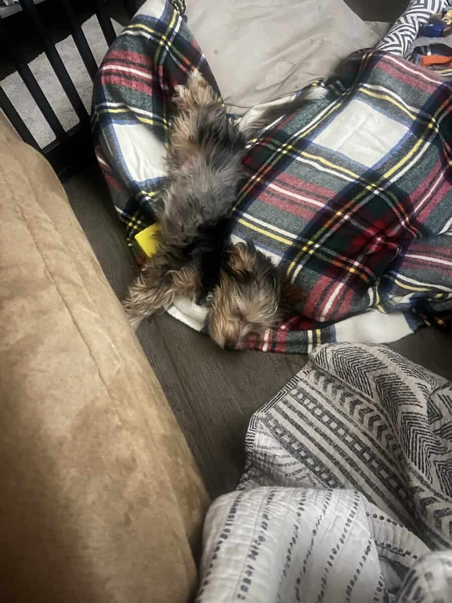 Merle 3 month yorkie boy image 3