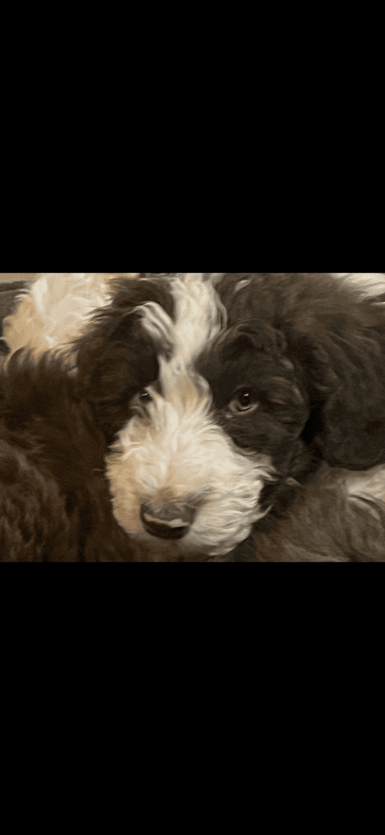 Poodle Puppies image 6