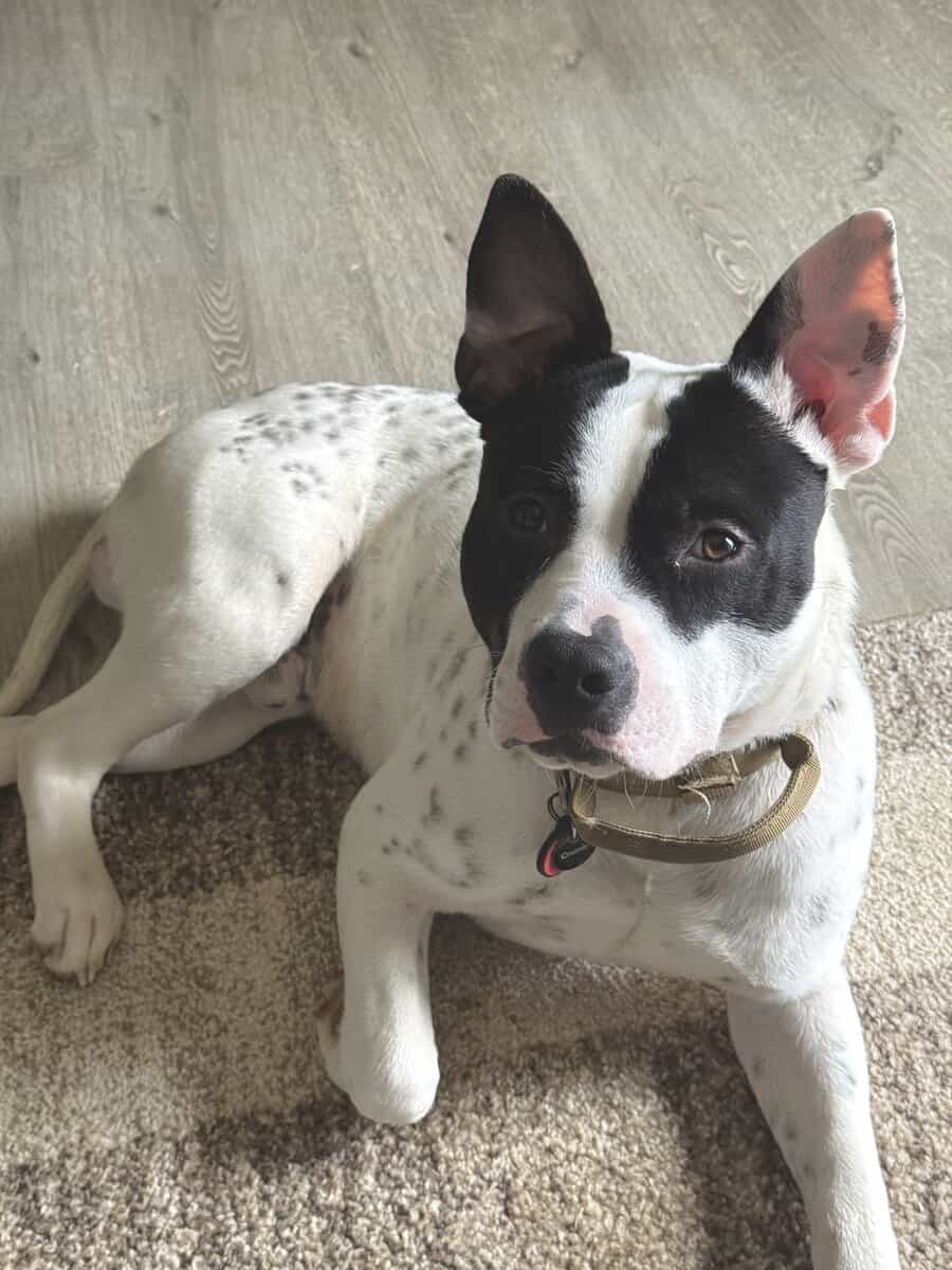 Bugsy - Pitty Mix - 9/10 Months Old image 6