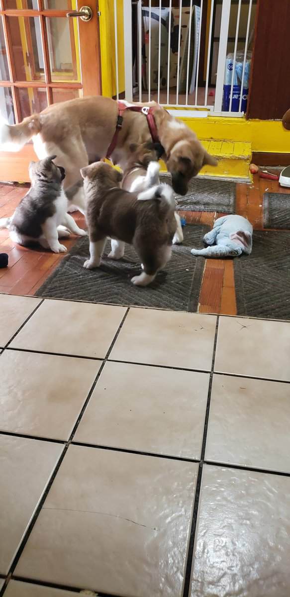 Akc American Akitas image 2