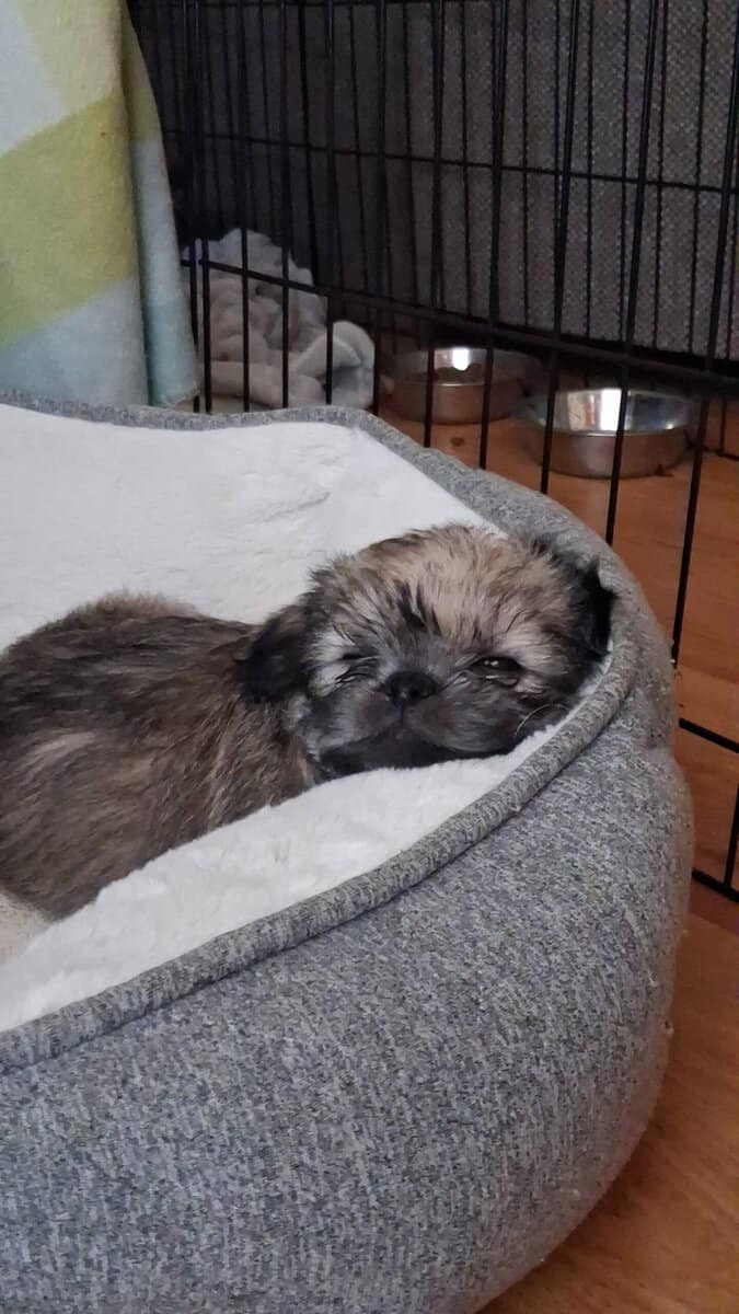 Pug Terrier Mix (Tuggies) image 2