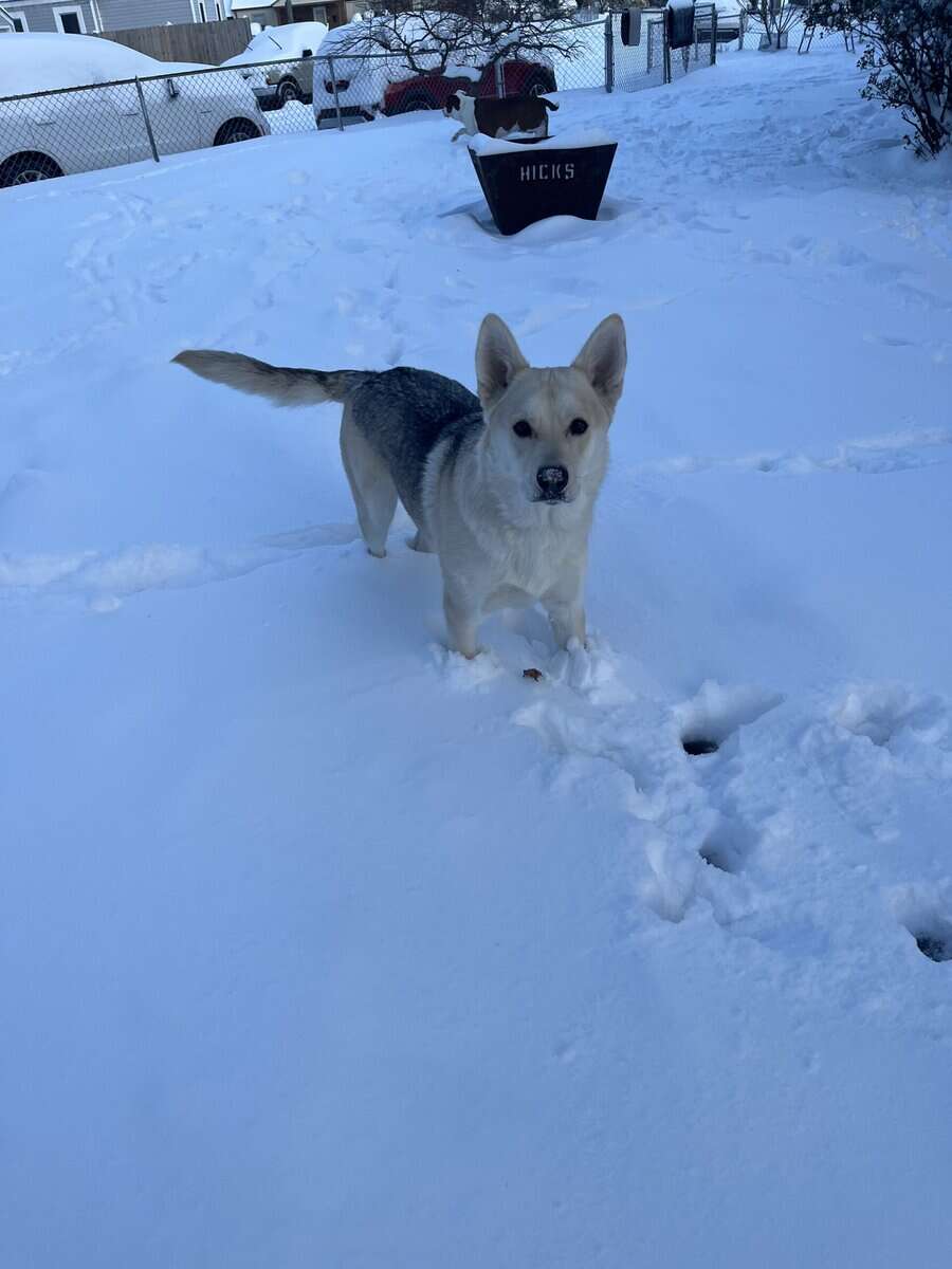 Mylo is looking for his forever home image 2