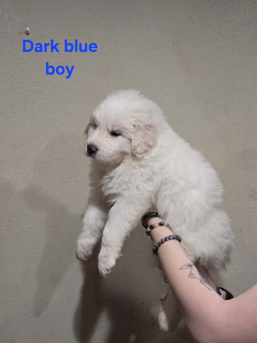 Great pyrenees puppies ready 3/23/26 image 8