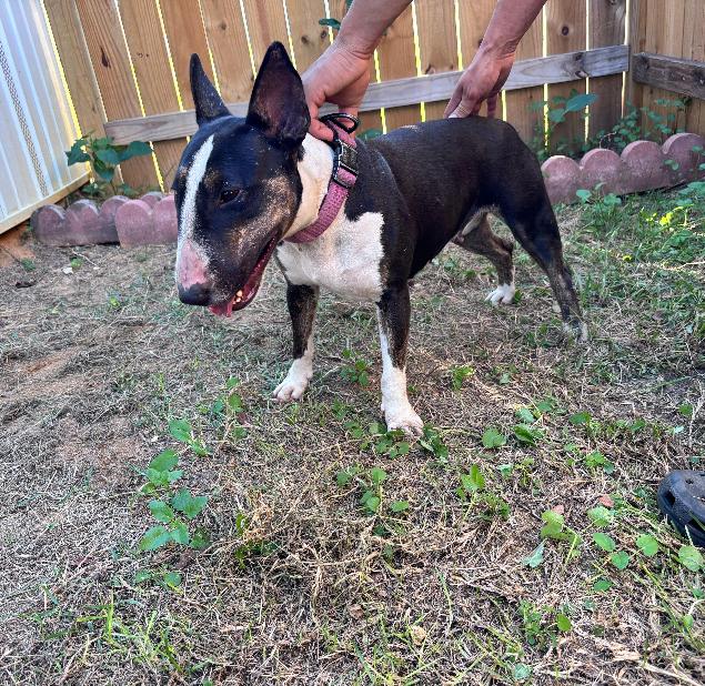 Female Bull terrier image 3