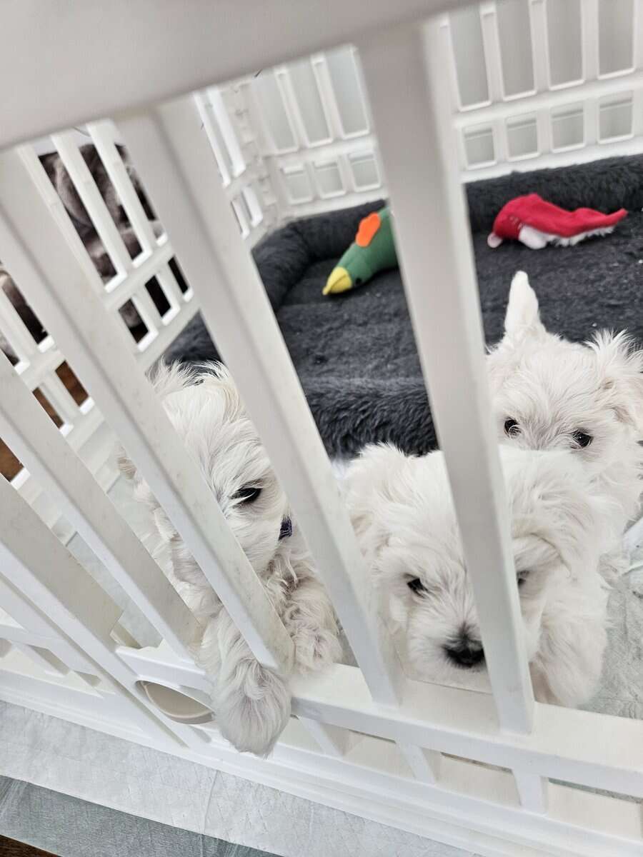 Purebred Registered Teacup/Toy Malteses image 1
