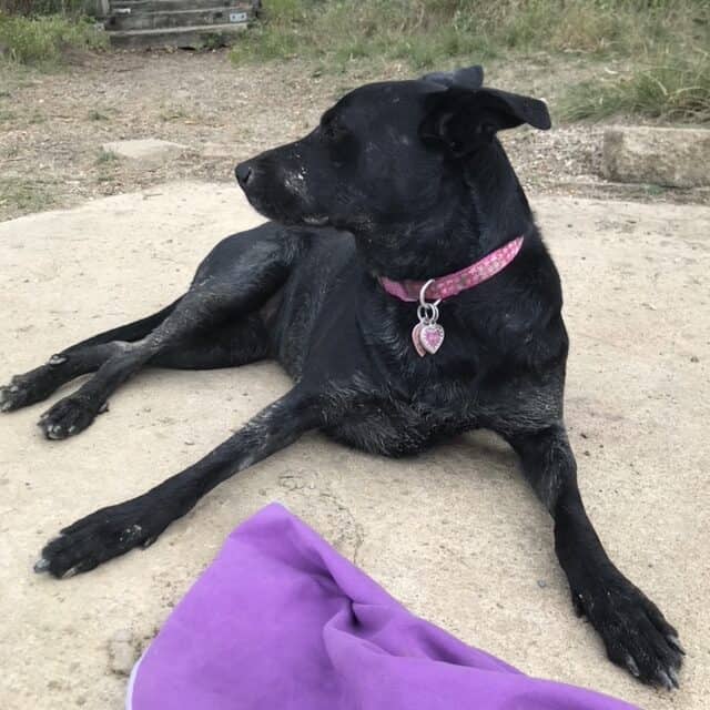 Luna for Adoption image 1