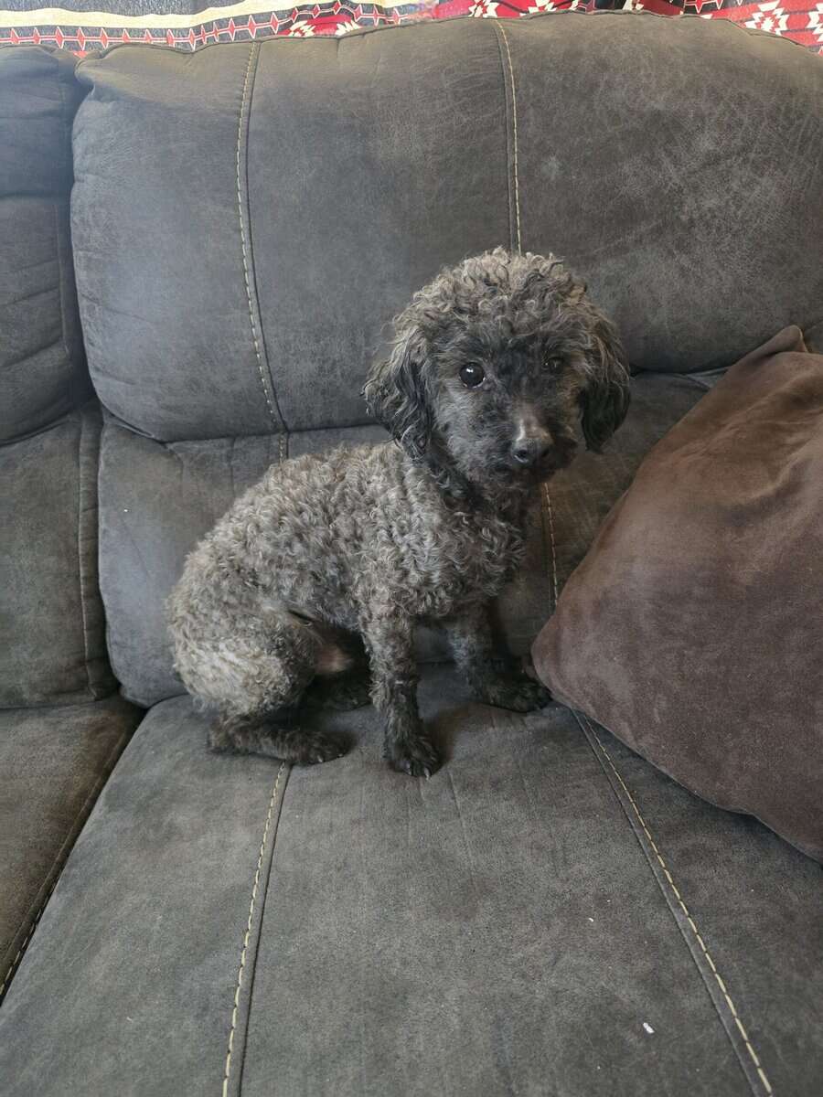 Toy Poodle Adult image 1