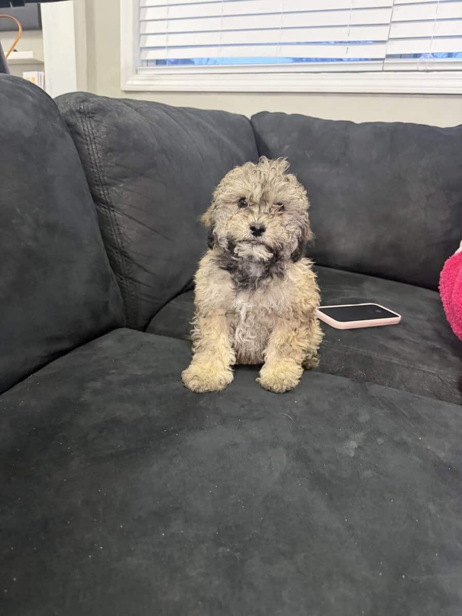 Mini Goldendoodle (15lbs Maximum) image 2