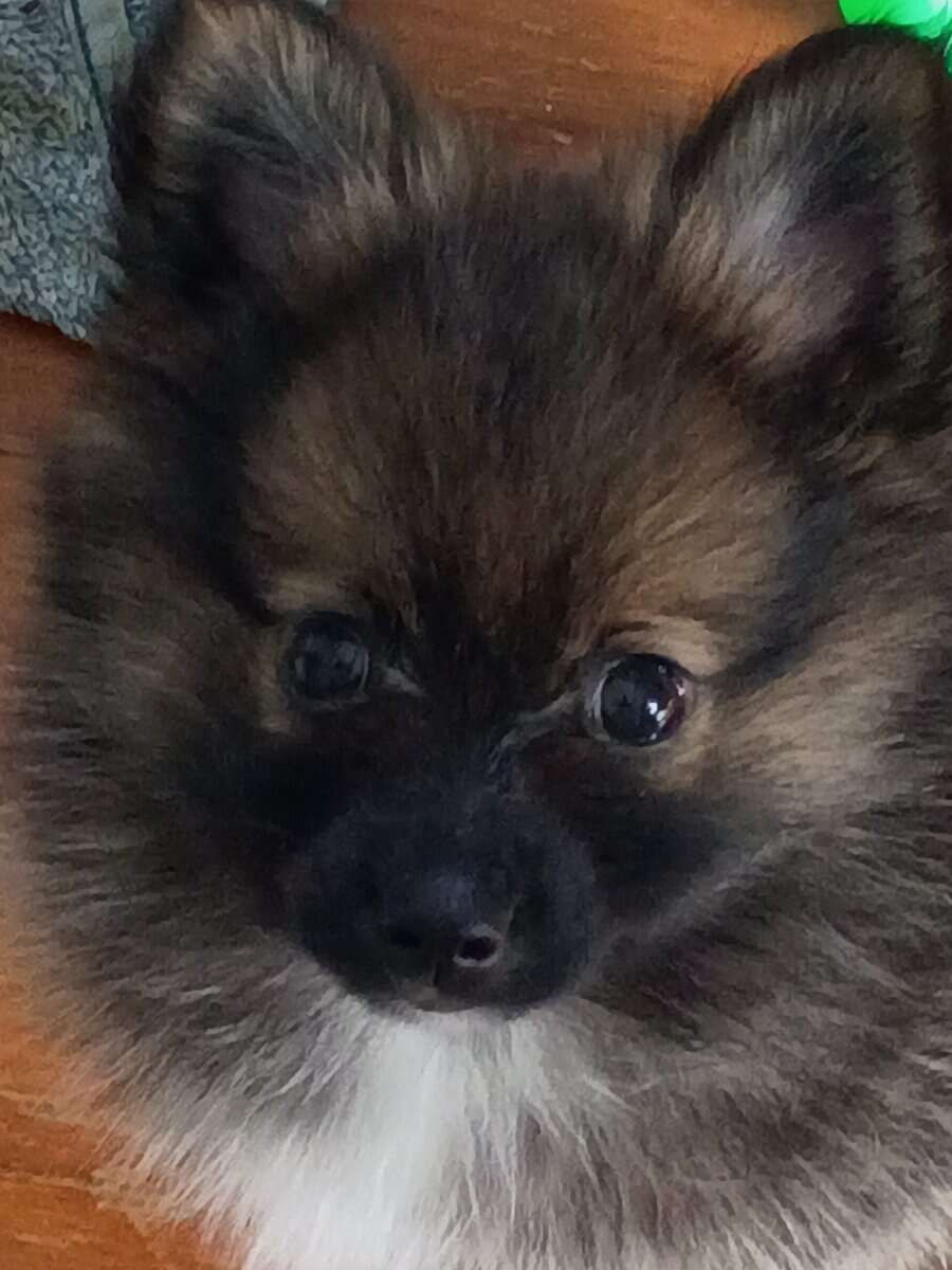 Alfie the Pomeranian image 1