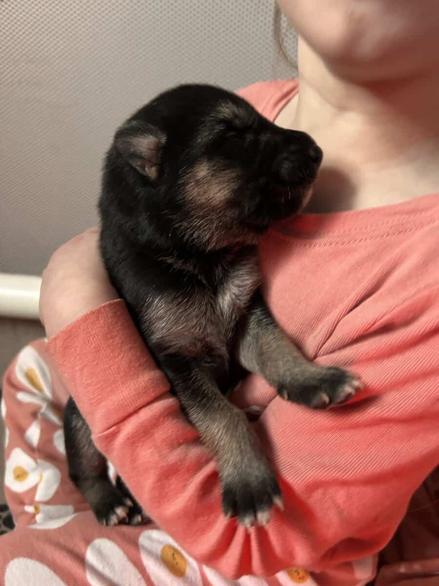 Gerberian Shepherd Puppies image 4