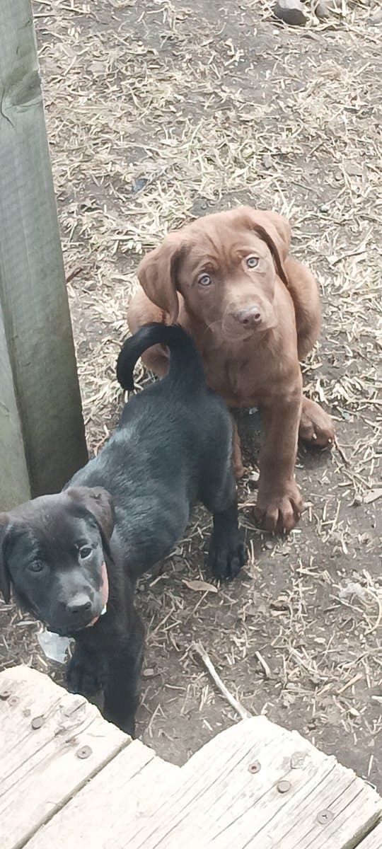 Lab pups image 3