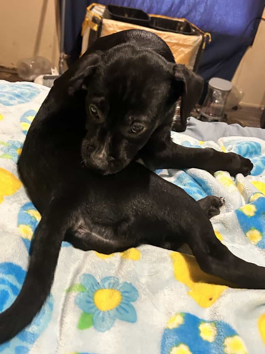 12 week old lab mix image 3