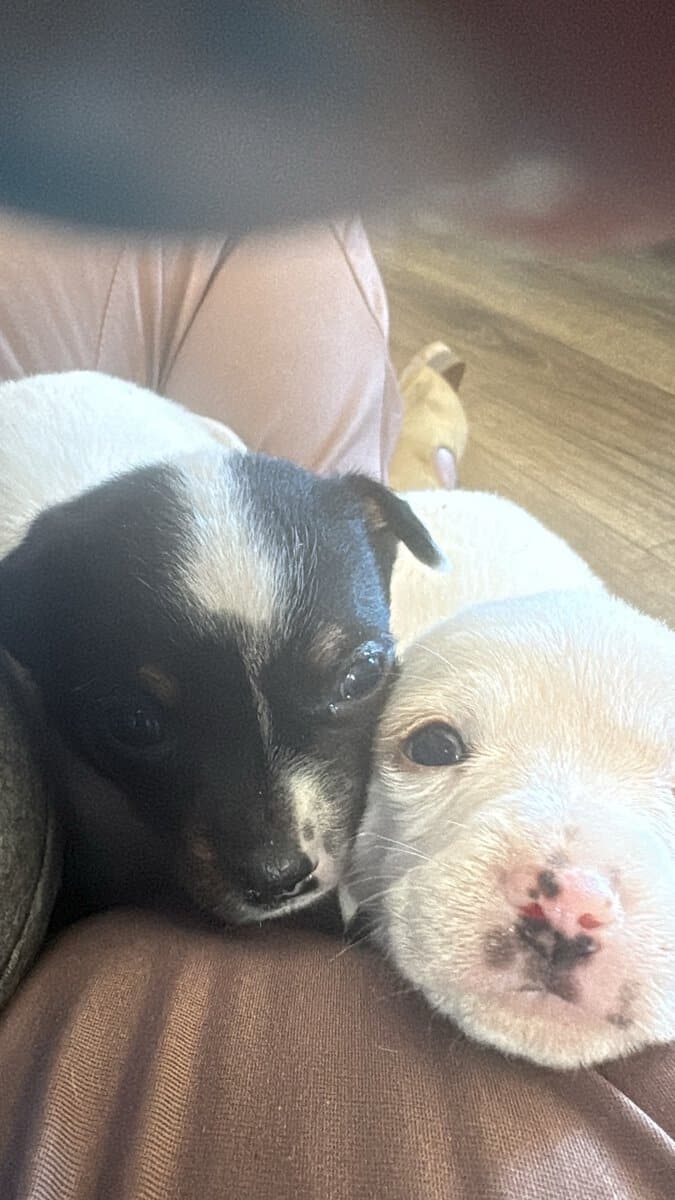 Heeler corgi mix pupies image 4