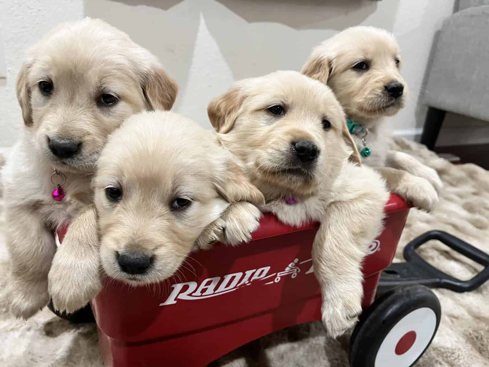 Golden Retrievers puppies image 2