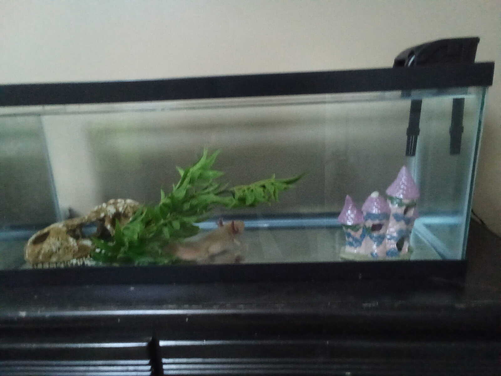 Axolotl image 8