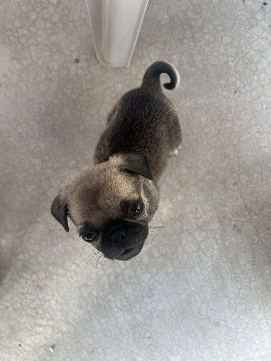 Pug puppy male image 3