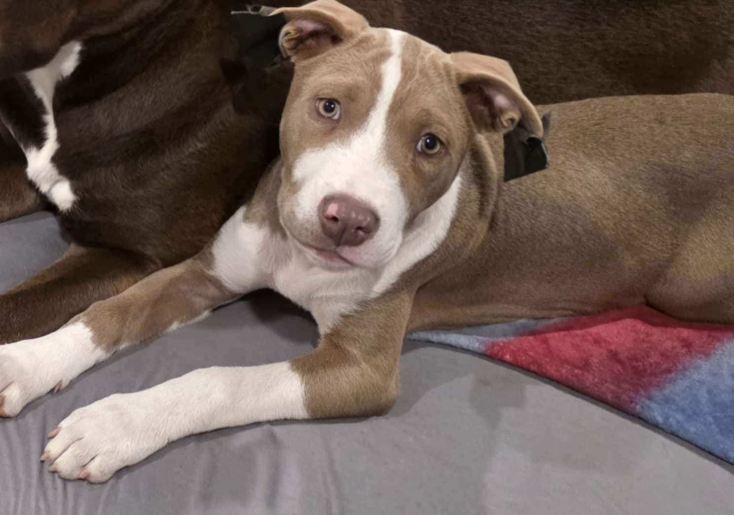 6 month old female bulldog/bully XL image 1