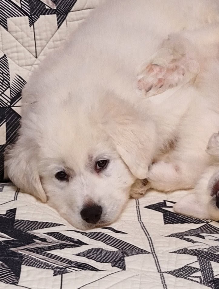 1yr old Great Pyrenees male pup image 5