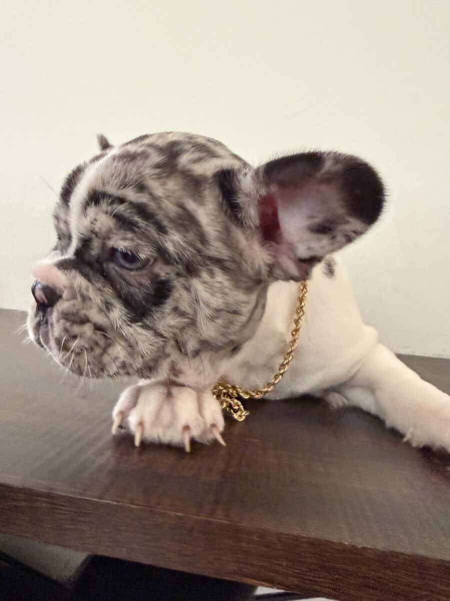 French bulldog image 1