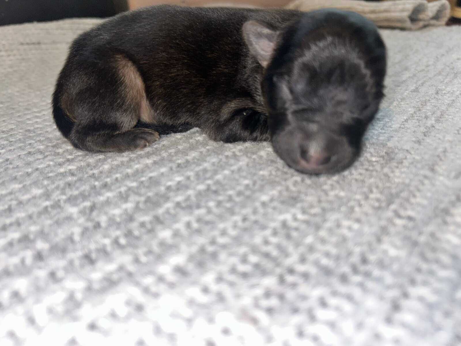AKC German shepherd puppies image 2