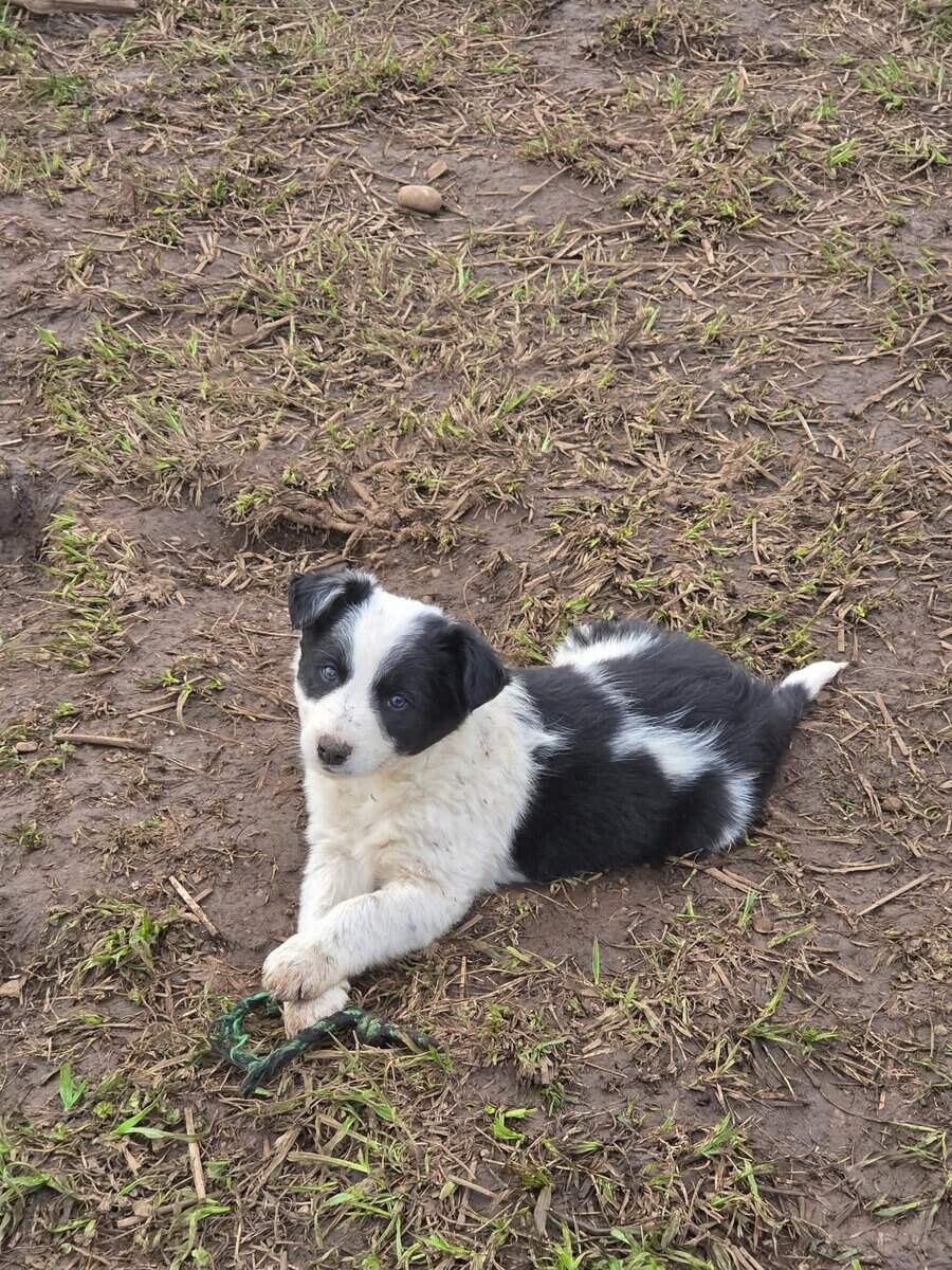 Border heeler puppies image 2