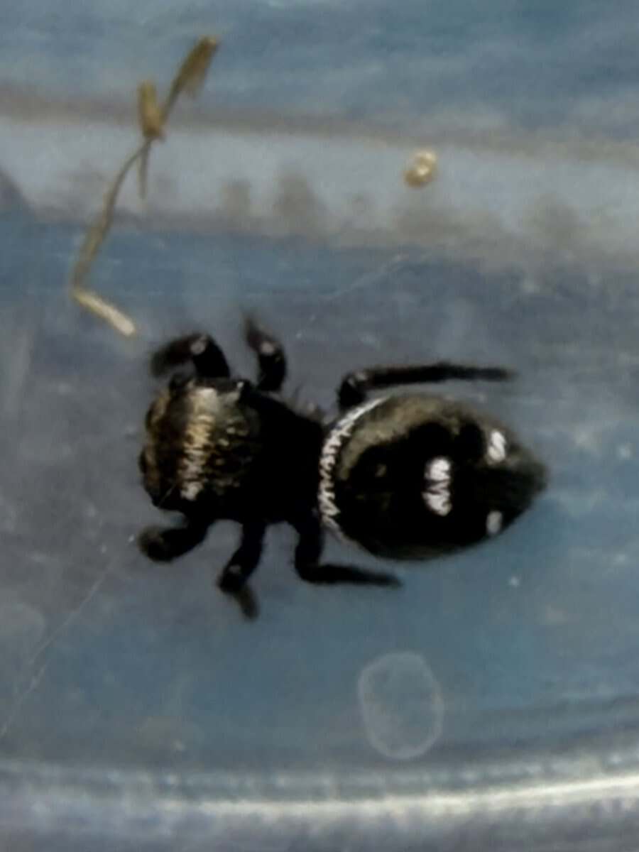 Regal Jumping Spider Slings image 4