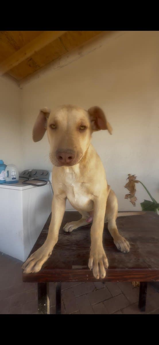 Puppy 2 image 1
