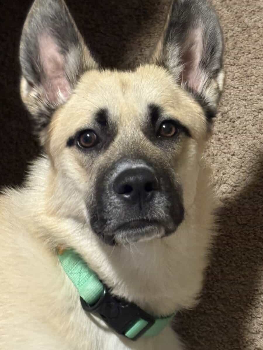 German Shepsky For Sale (negotiable) image 1