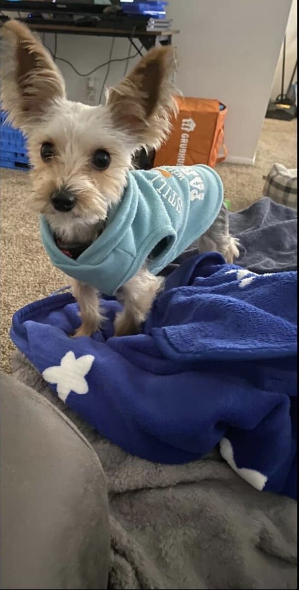 Free 2 year old male yorkie image 2