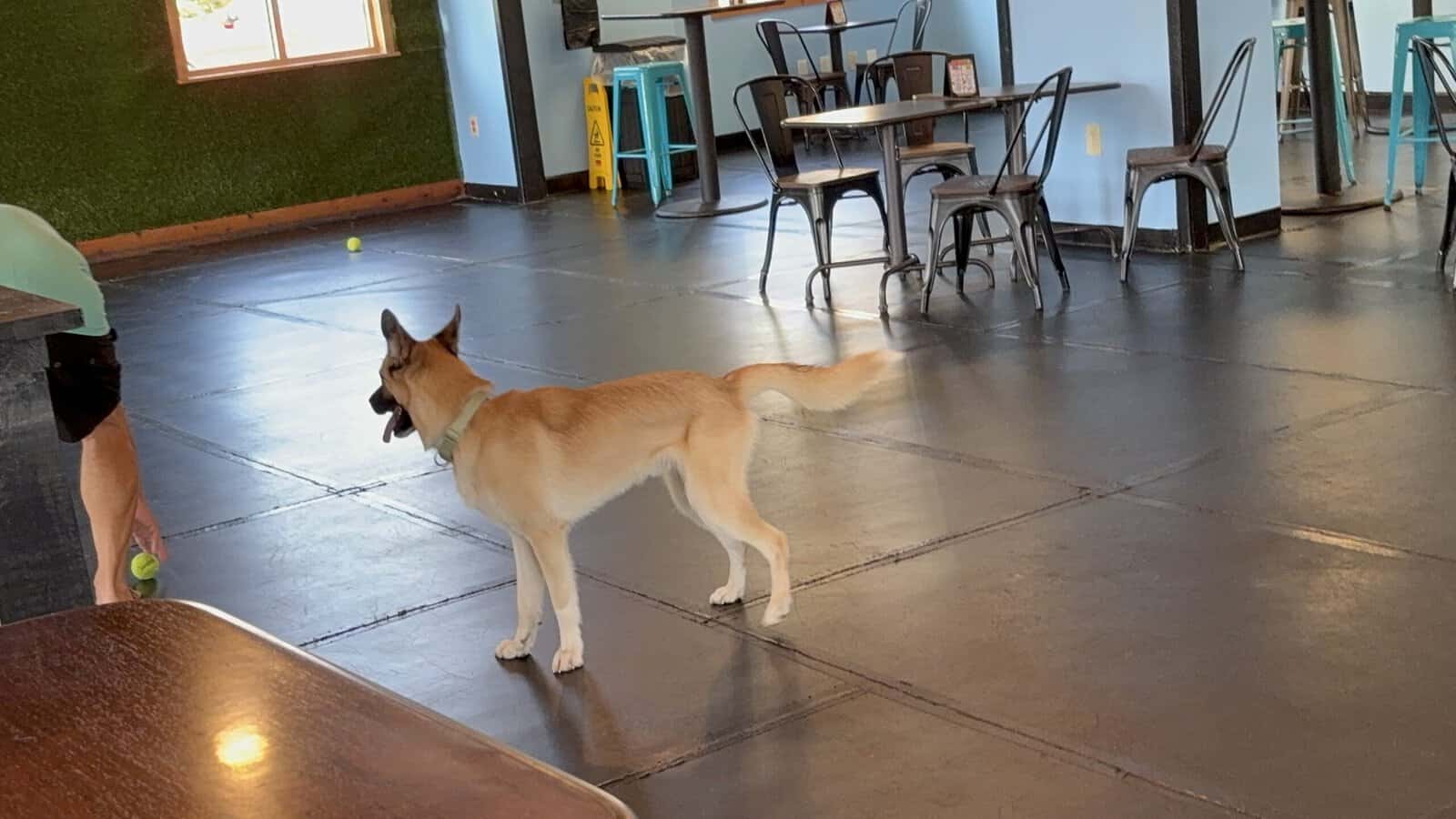 German Shepsky For Sale (negotiable) image 2