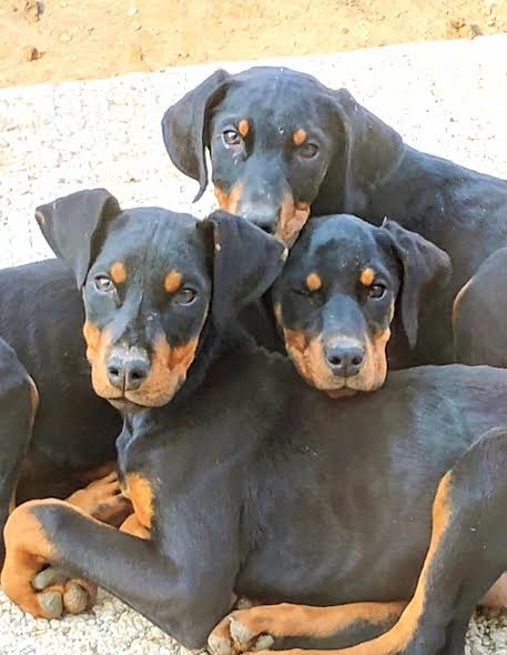 Four-Doberman Puppies image 1
