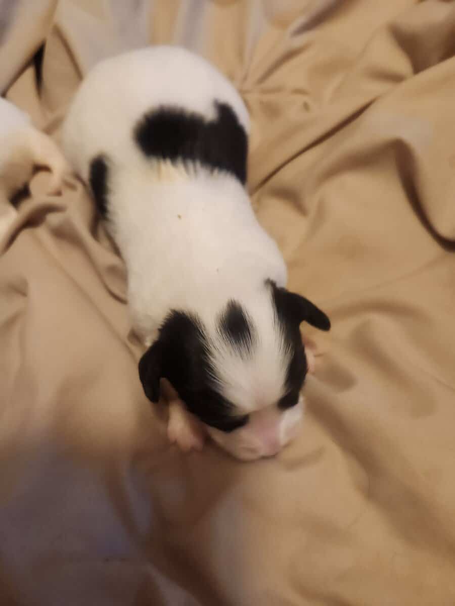 BayBell + Pepe Liter of 2 females/3 males image 8