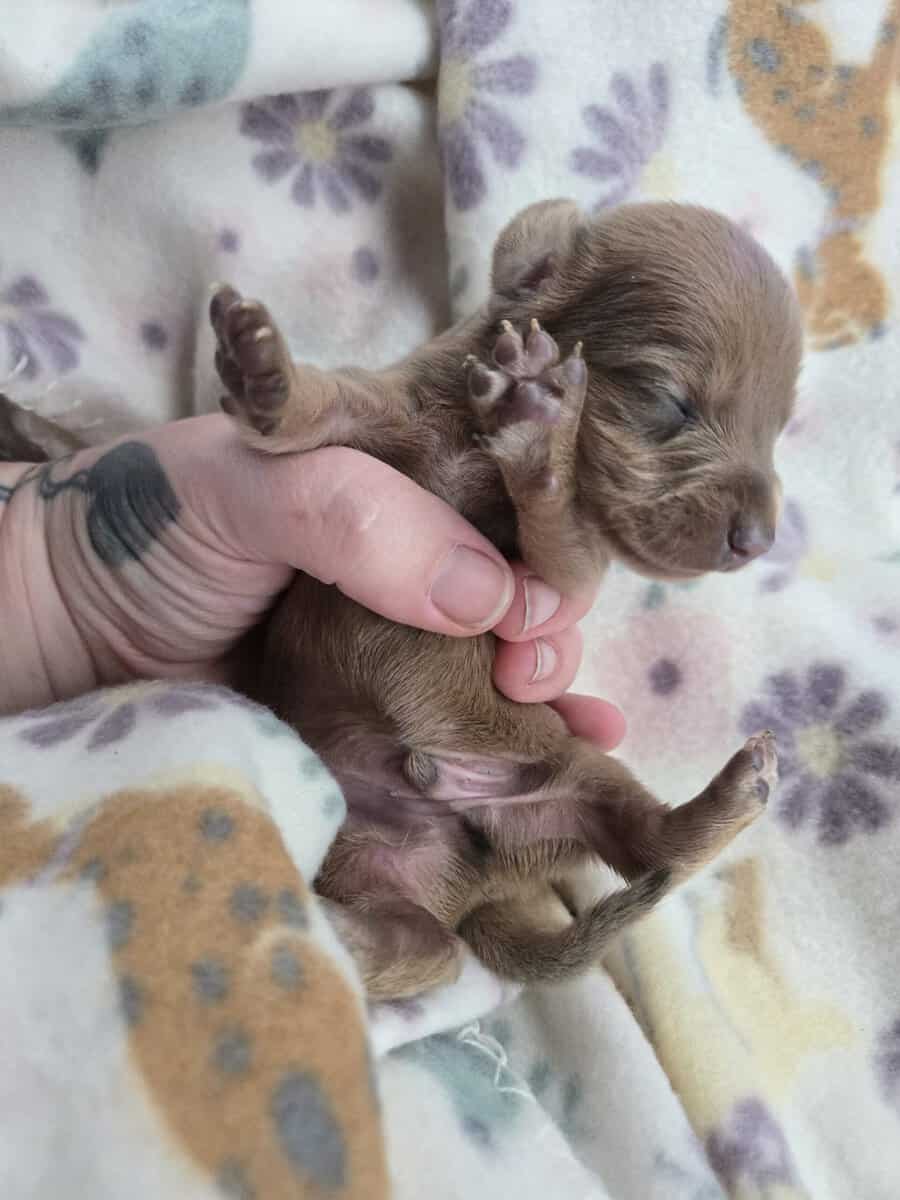 Miniature dachshund puppies image 9