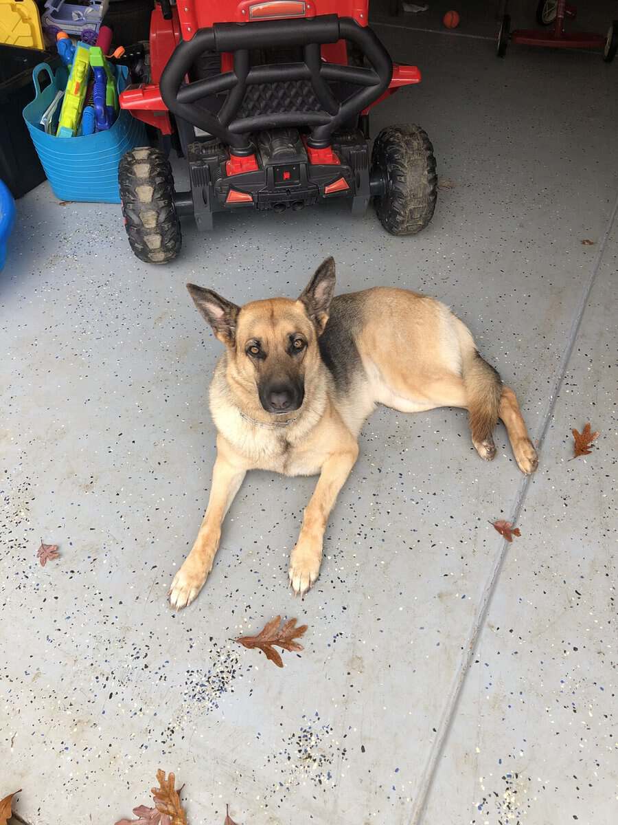 Rehoming Female German Shepherd image 6