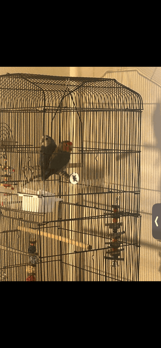 Love birds image 3