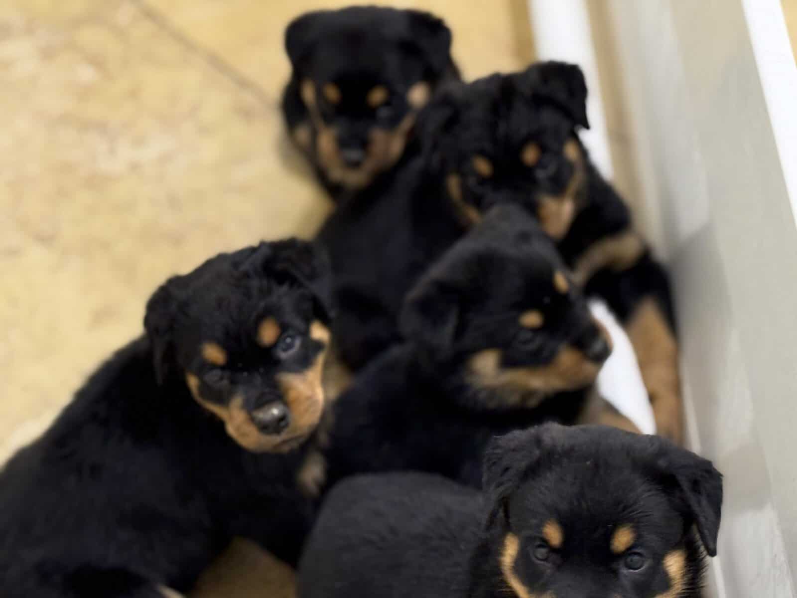 Rottweiler Pups image 1