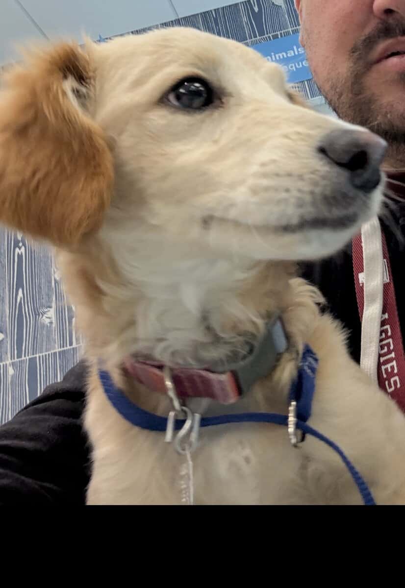 Beautiful female Puppy image 1