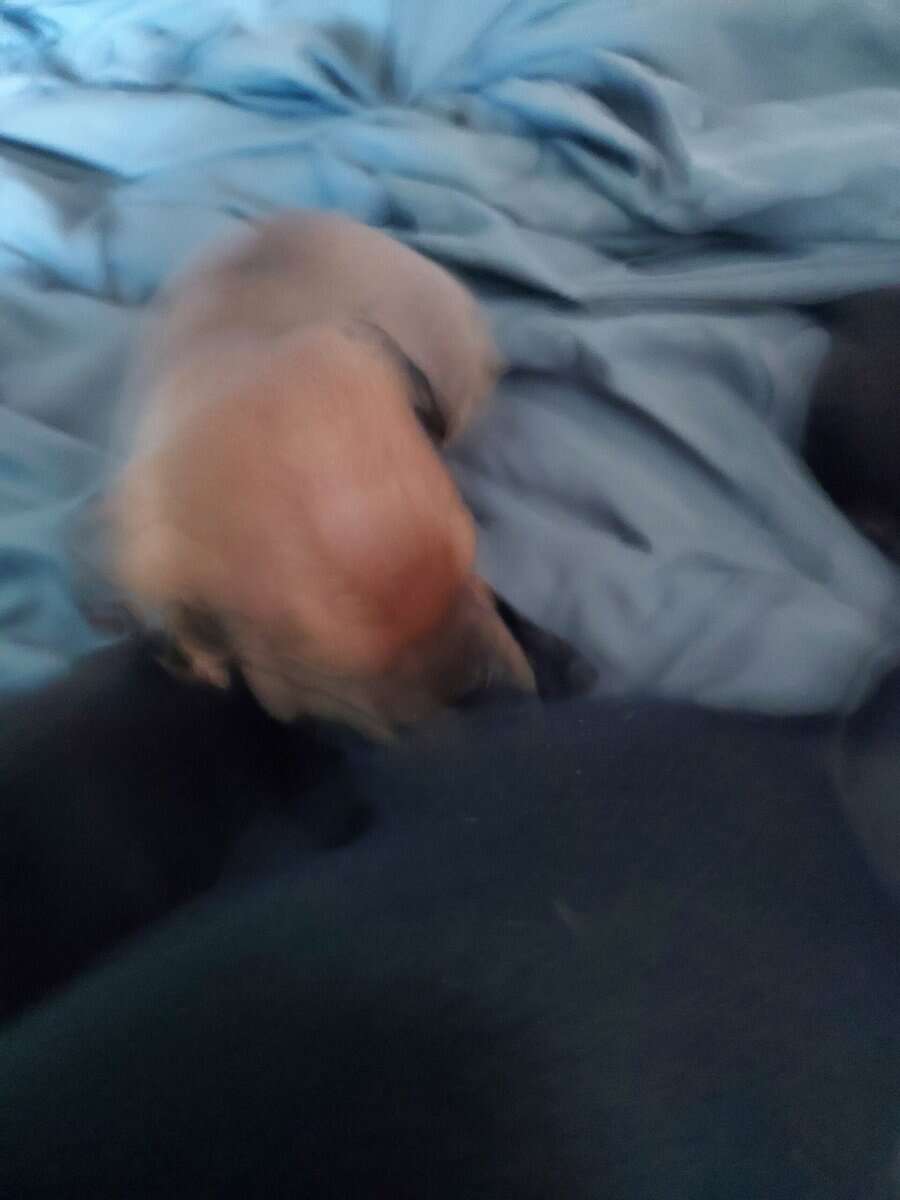Very cute Jackchi puppies image 3