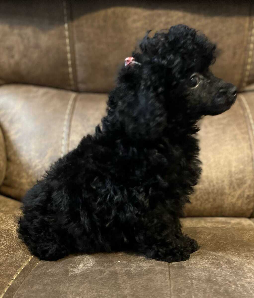 Toy Poodles image 1