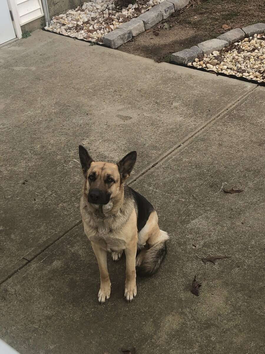 Rehoming Female German Shepherd image 3