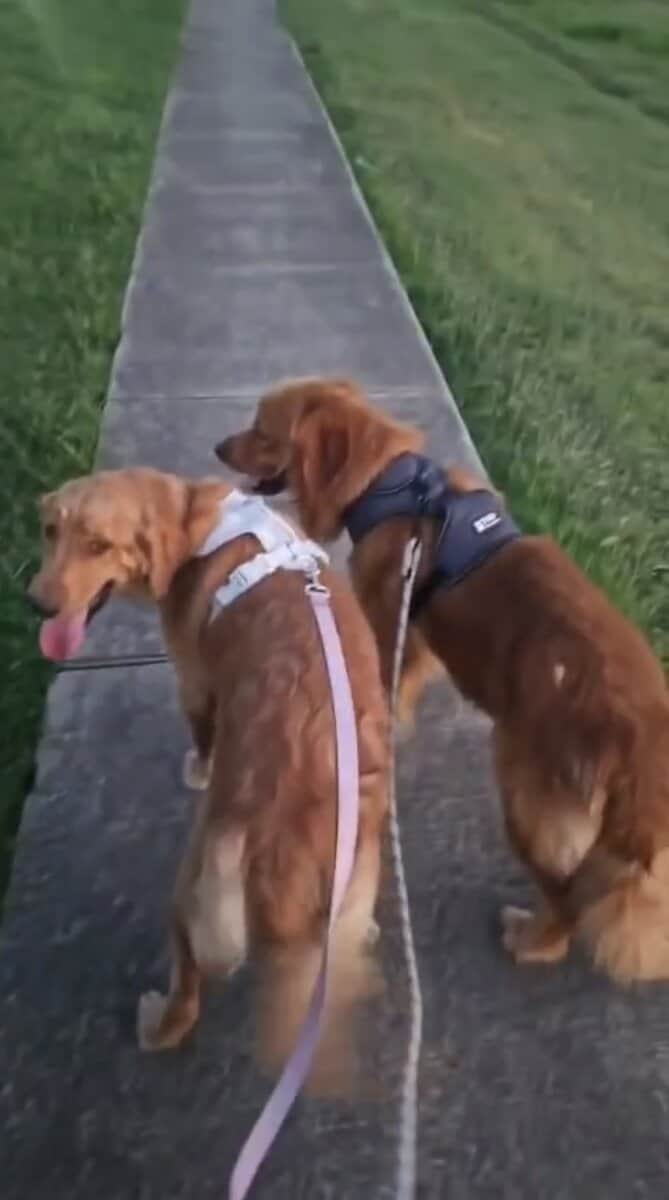 Golden Retriever Puppies - Grand Prairie, TX image 4
