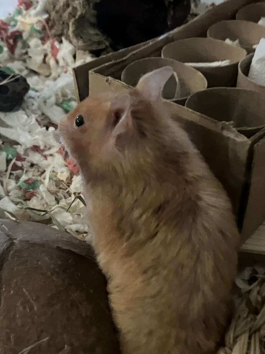 Female Syrian Hamster image 2